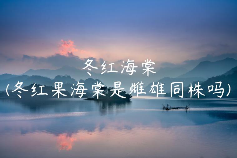 冬红海棠(冬红果海棠是雌雄同株吗)